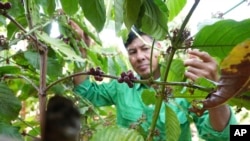 Vietnam Coffee Deforestation