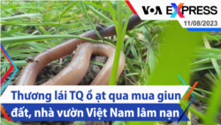 Thương lái Trung Quốc ồ ạt qua mua giun đất, nhà vườn Việt Nam lâm nạn | Truyền hình VOA 11/8/23