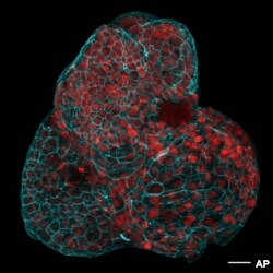 Uzmanlar, mini organlar ürettiminin, doğum öncesi sürecinde yapılabilecek incelemelerin kapsamını büyük oranda arttırabilecek bir ilerleme olarak görüyor.