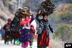 ننگرہار میں افغان خواتین کھانا پکانے اور سردی سے بچاؤ اور گھر گرم رکھنے کے لیے لکڑیاں چن کر لا رہی ہیں۔ 13 نومبر 2022