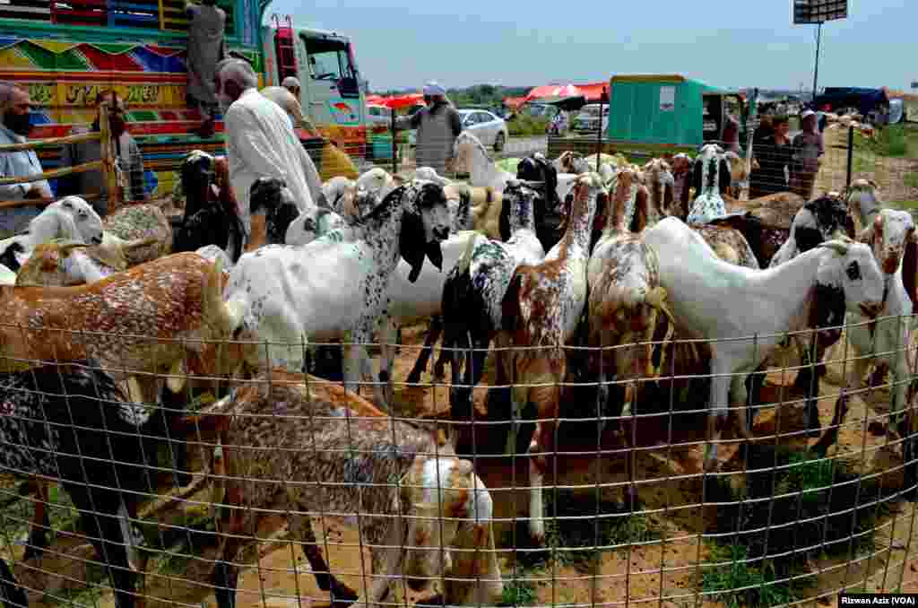 گزشتہ برسوں کی نسبت اس بار منڈی میں جانور تو زیادہ ہیں لیکن انھیں خریدنے والوں کا شکوہ ہے کہ قیمتیں ان کی پہنچ سے باہر ہیں۔