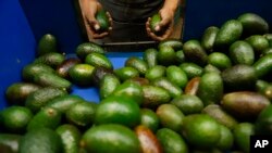 Mexico US Avocado Exports