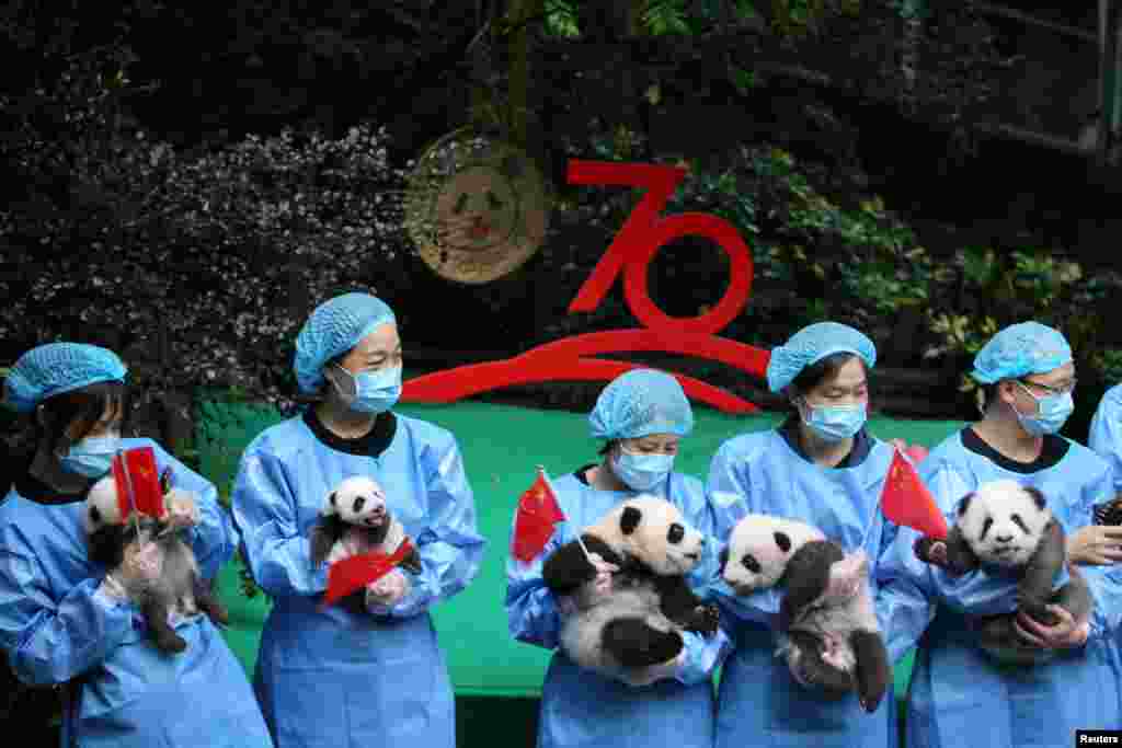 Breeders hold Chinese flags and panda cubs born in 2019 as they pose for pictures during an event marking the upcoming 70th anniversary of the founding of the People&#39;s Republic of China at Chengdu Research Base of Giant Panda Breeding in Chengdu, Sichuan province.