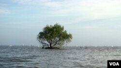 Sạt lở rừng ven biển gây mất đất đai tại huyện Phú Tân tỉnh Kiên Giang. [photo by PanNature VN 2012]