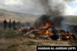 Bekaa Vadisi'nde Lübnanlı yetkililer tarafından imha edilen kaçak hintkeneviri (Arşiv)