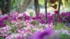 Flowers and greenery in Islamabad