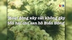 'Hoạt động xây cất không gây tổn hại cho san hô Biển Đông'