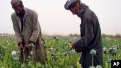 Các nông gia trên cánh đồng thuốc phiện ở Helmand, miền nam Afghanistan