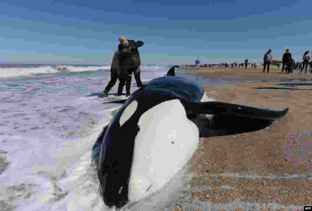 A man takes a picture of a stranded killer whale in Mar Chiquita, Buenos Aires province, Argentina, Sept. 16, 2019.