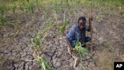 Việc thiếu hụt lương thực là do hạn hán gây ra bởi hiện tượng thời tiết El Nino. (Ảnh tư liệu)